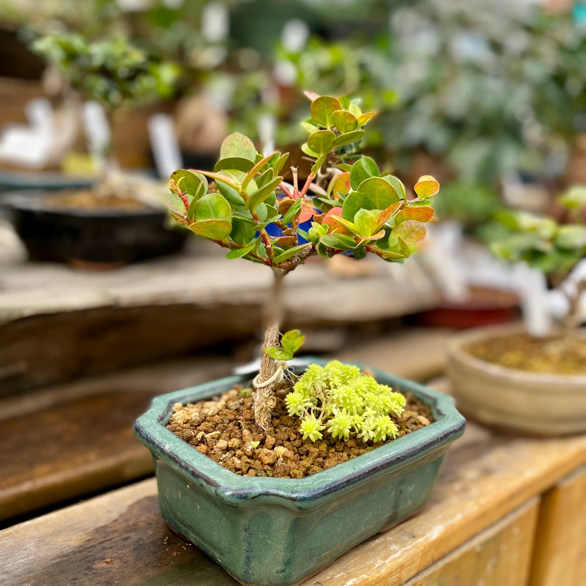 Miniature 3