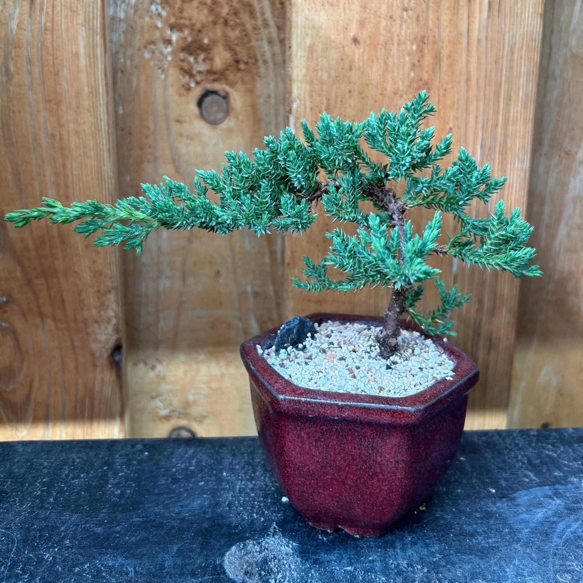 Miniature 7