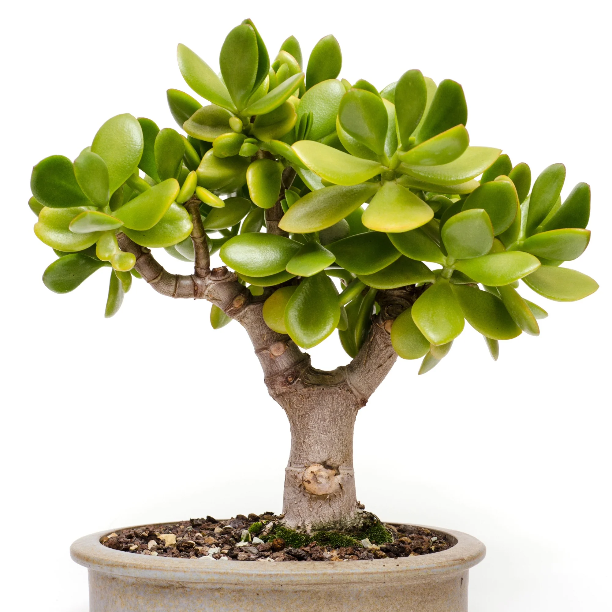 Miniature 5