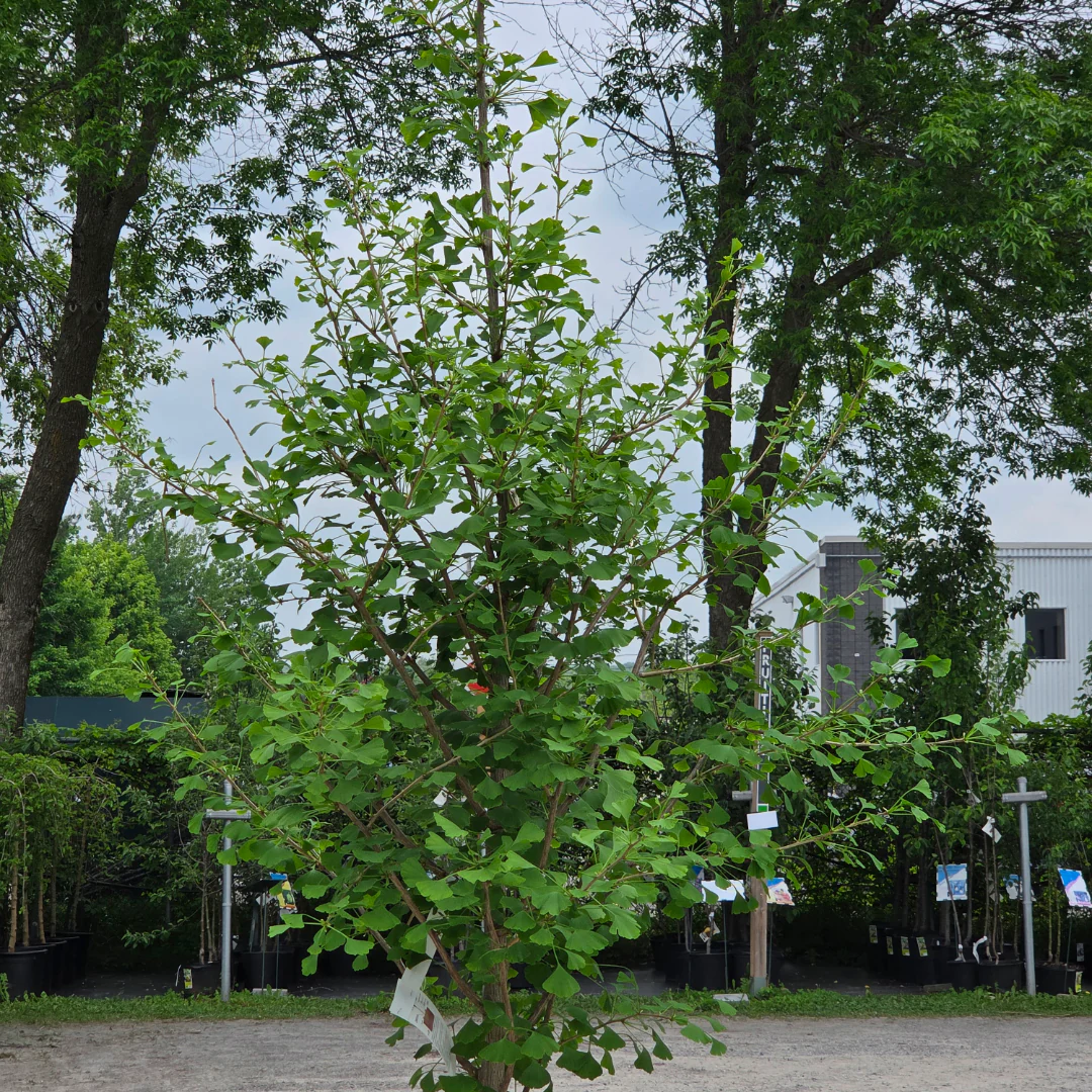 Miniature 2