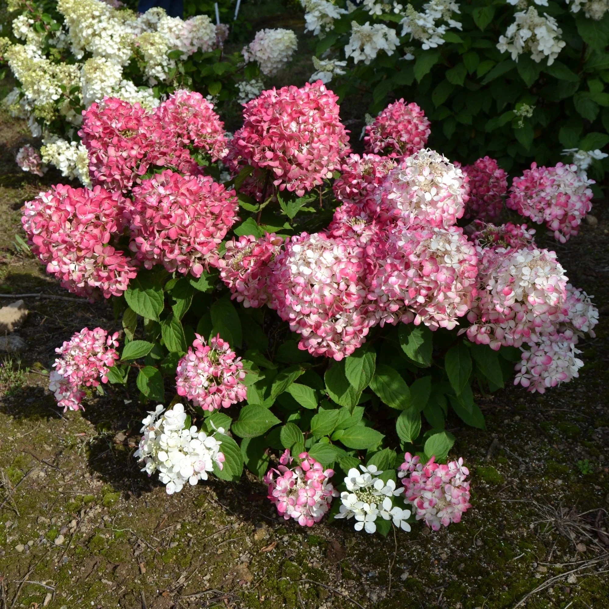 Miniature 8