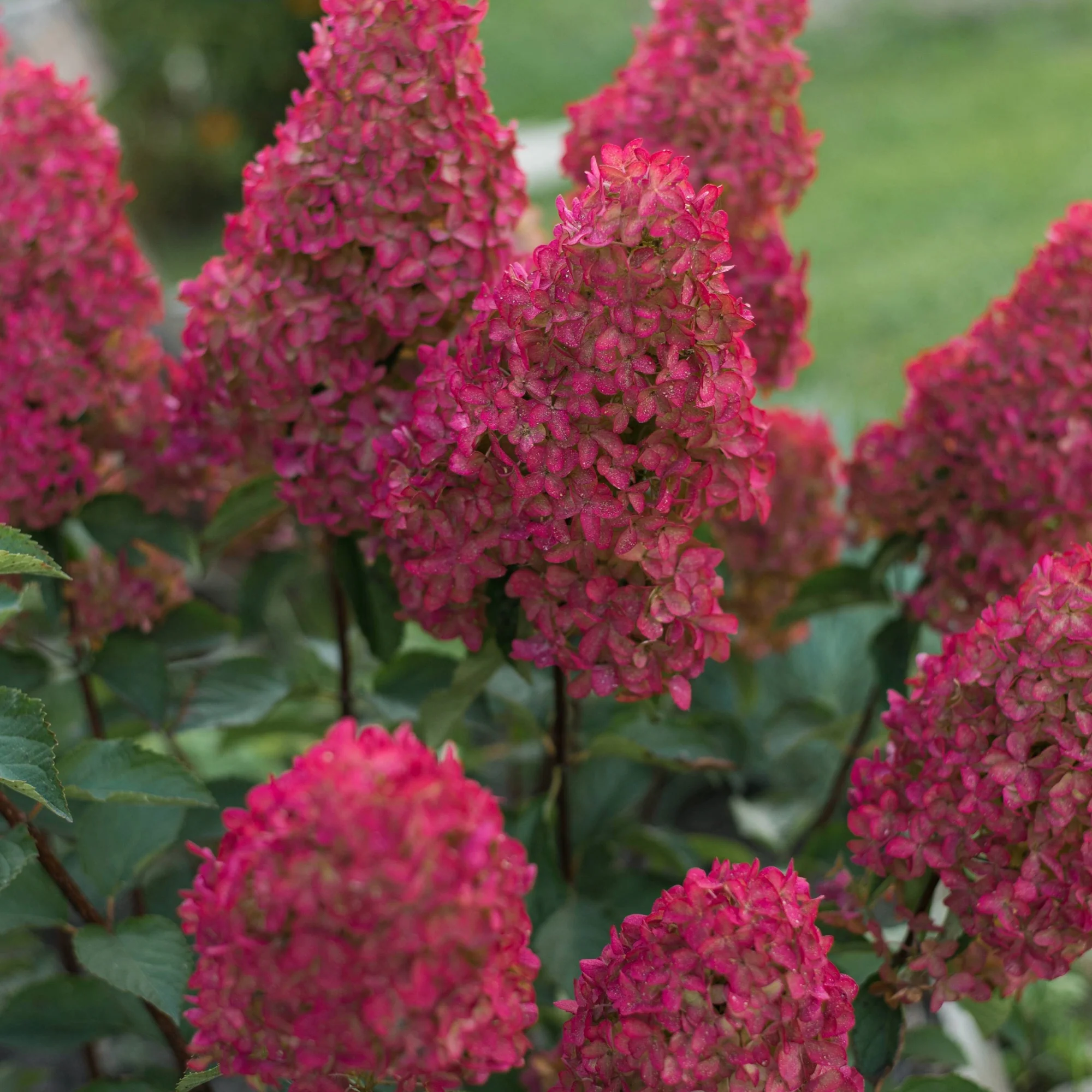 Miniature 2