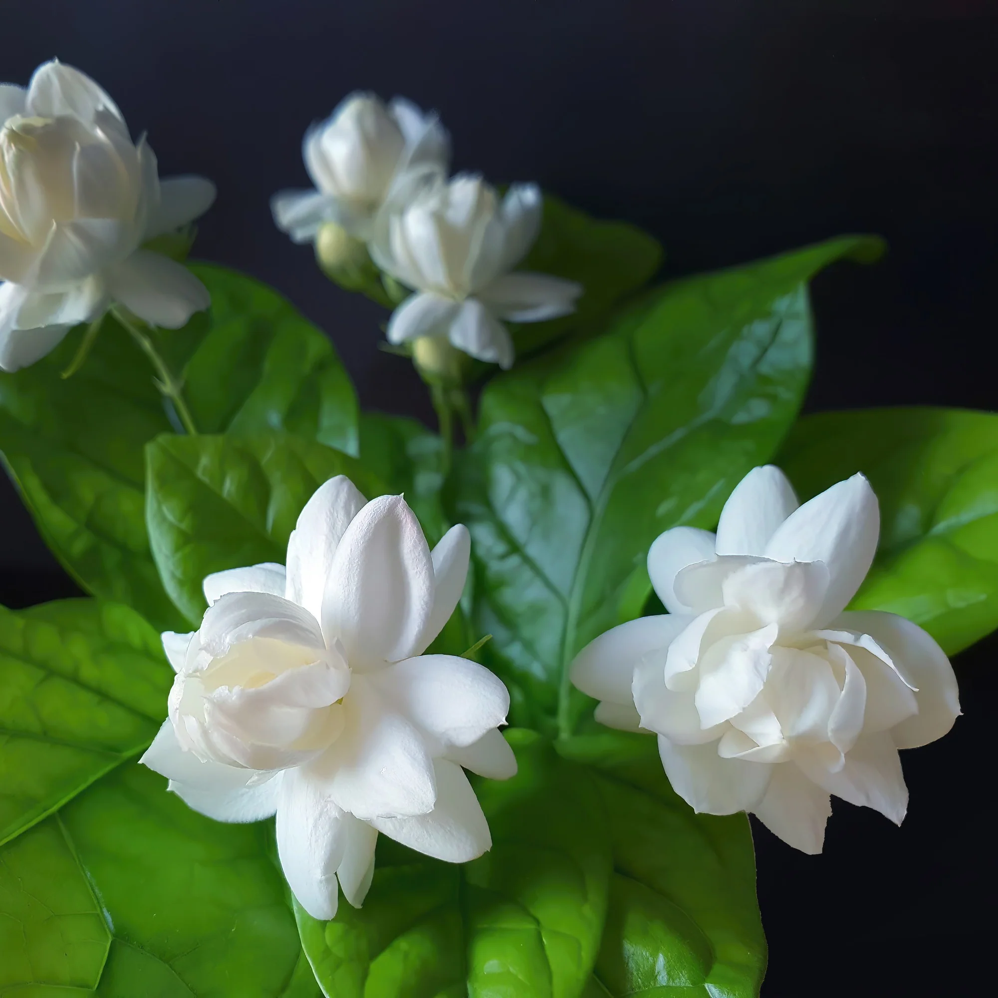 Miniature 2