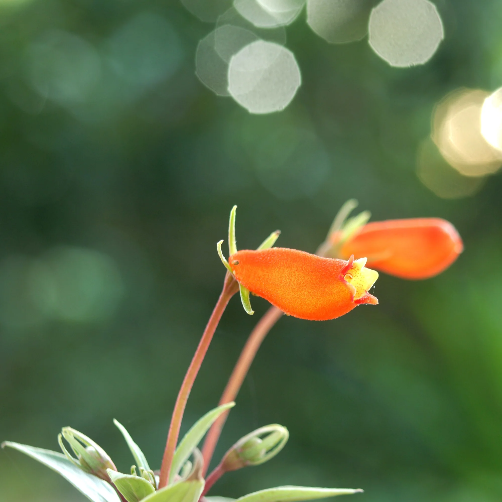 Miniature 4