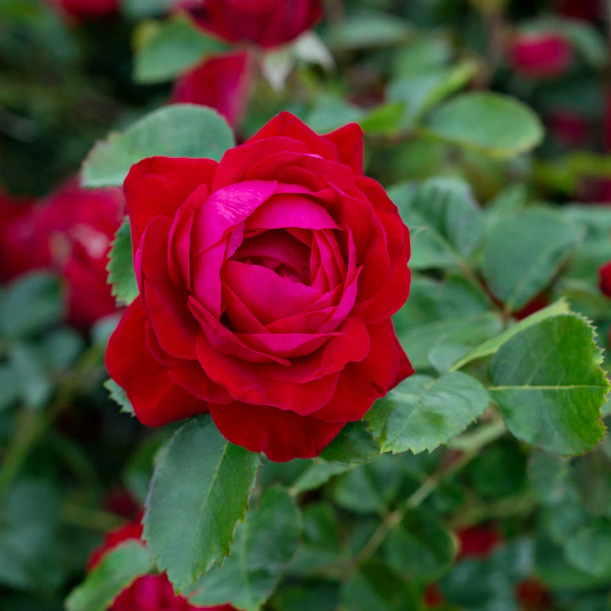 Miniature 3