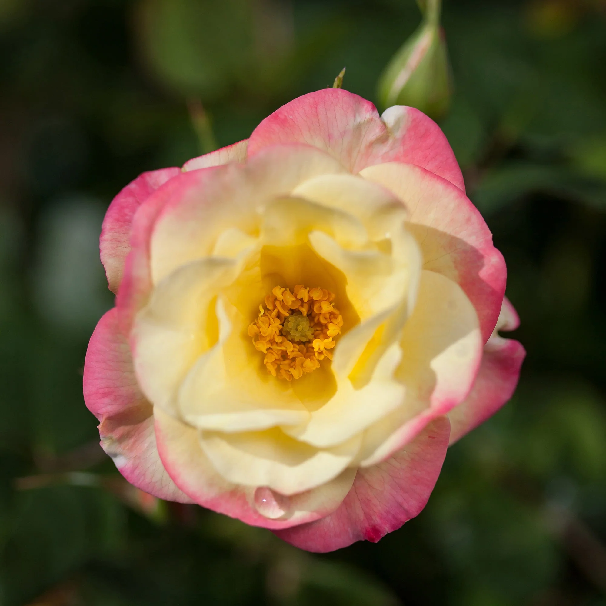 Miniature 3
