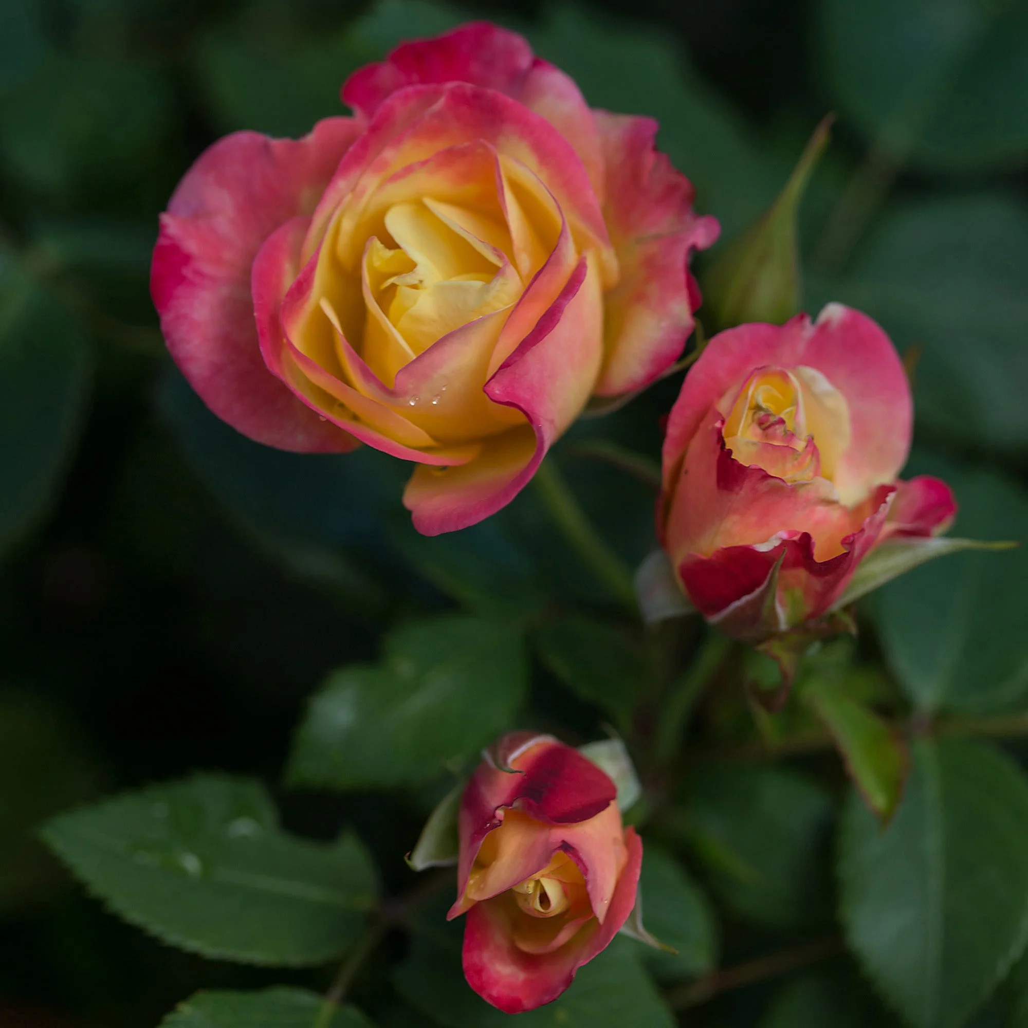 Miniature 5