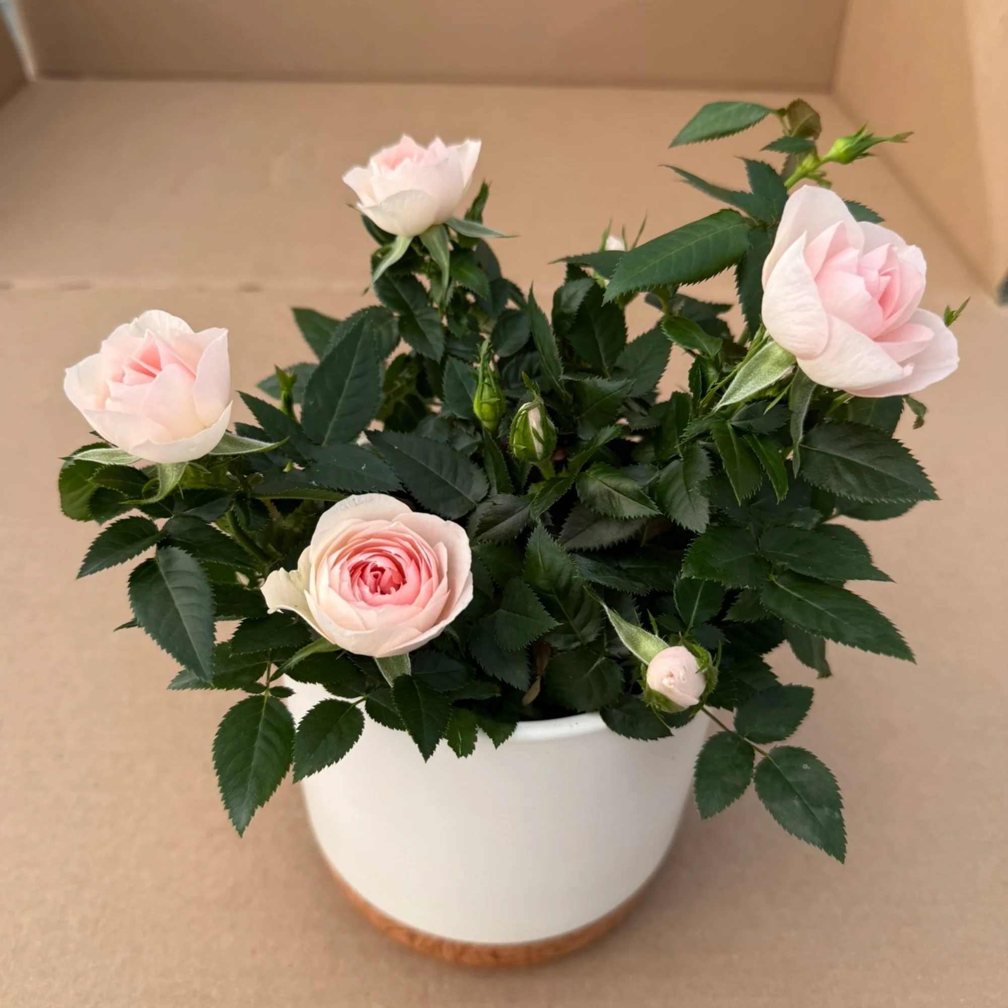 Miniature 5