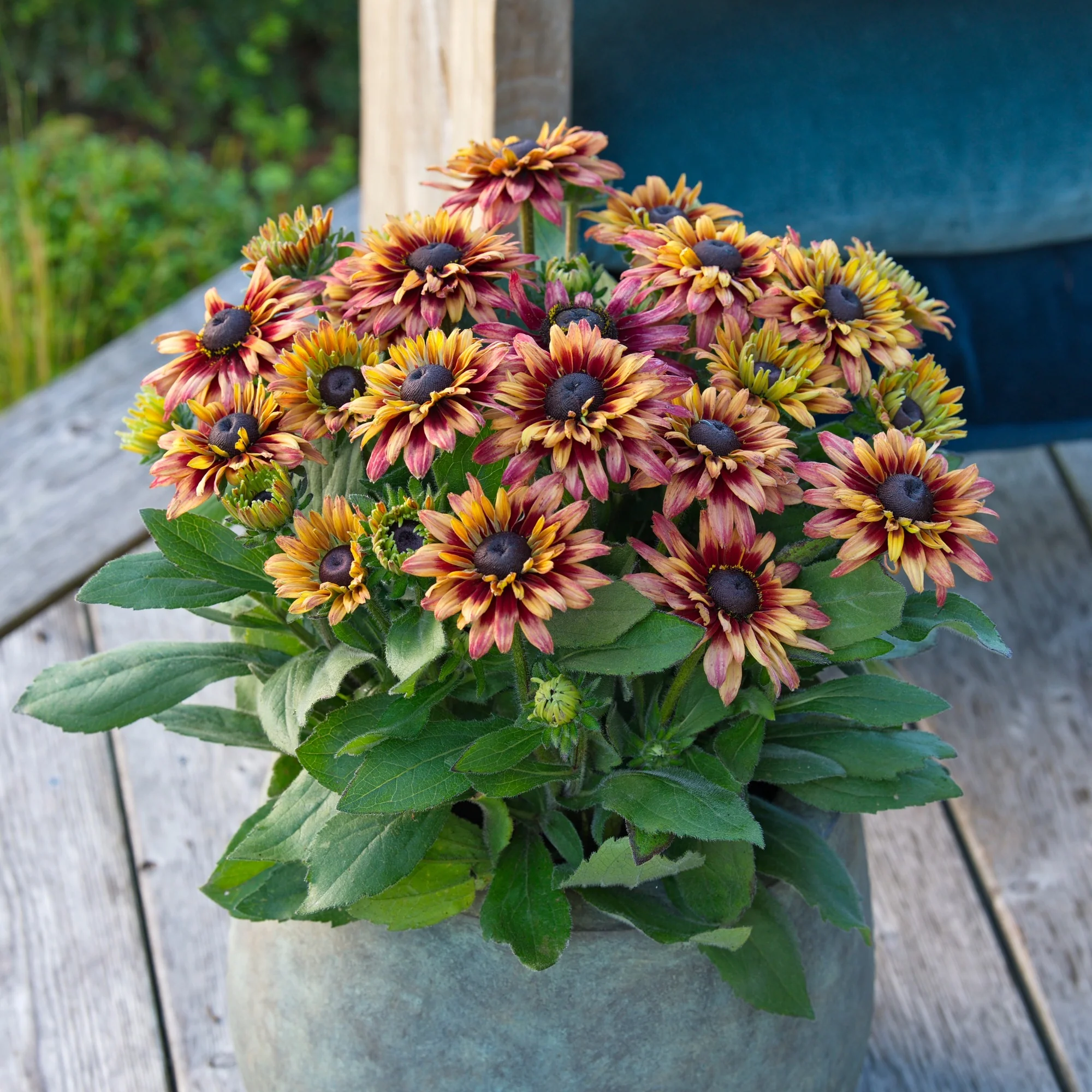 Miniature 2