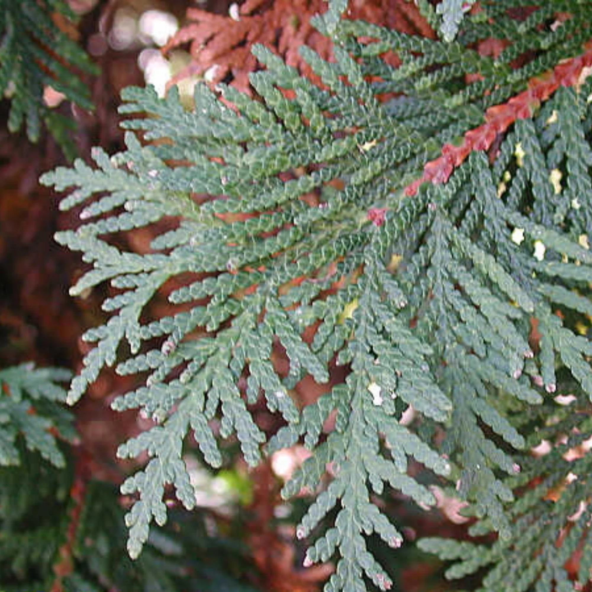 Miniature 3