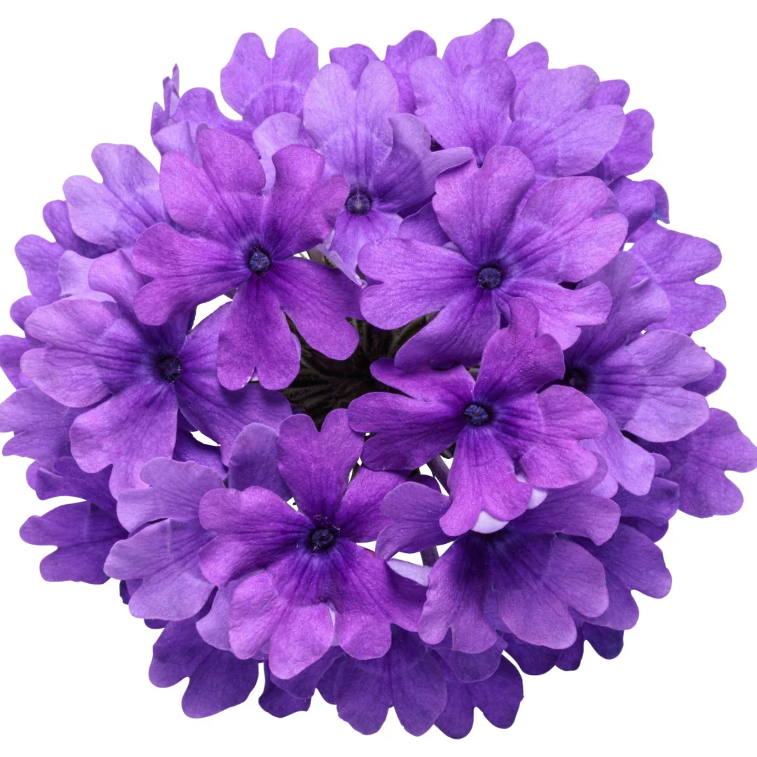 Miniature 5