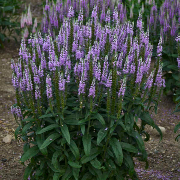 Miniature 1