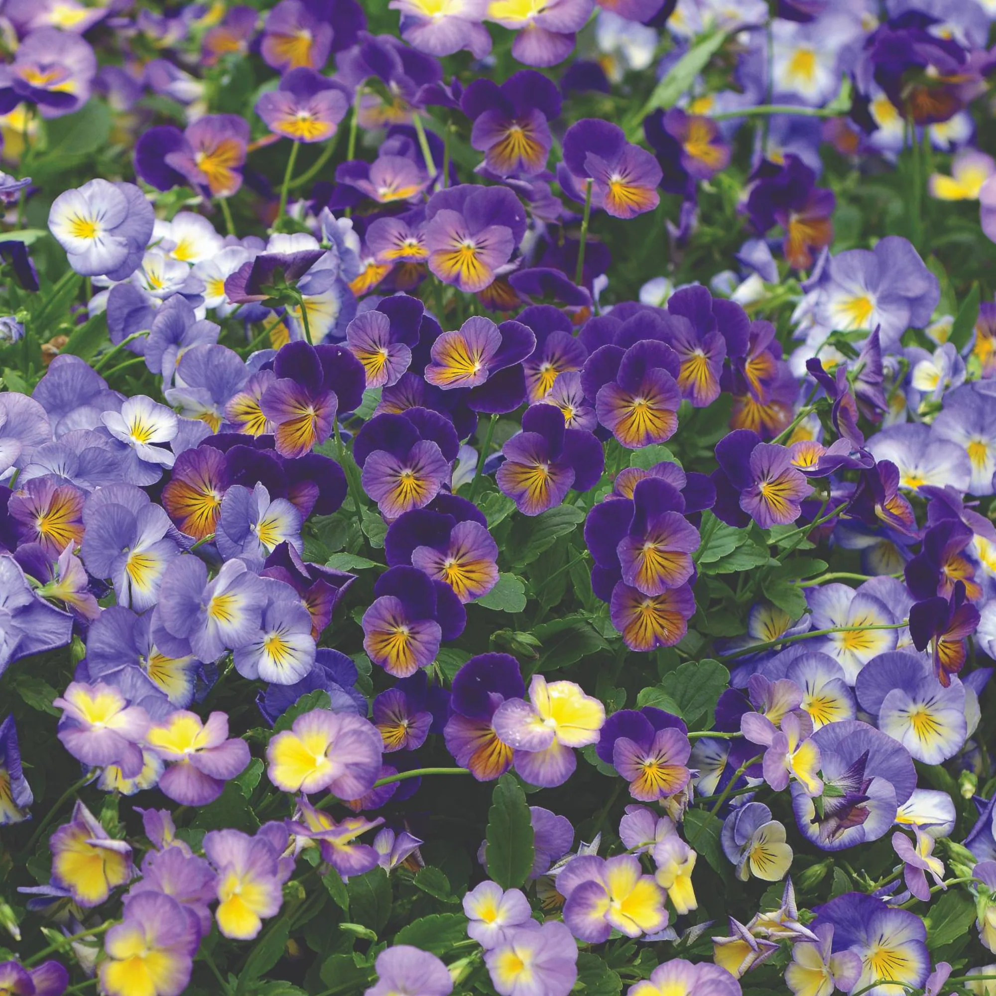Miniature 2